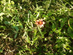 Gaillardia amblyodon