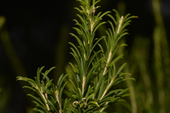 Melaleuca armillaris armillaris