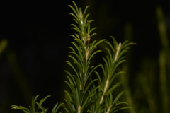 Melaleuca armillaris armillaris