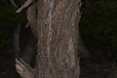 Melaleuca armillaris armillaris