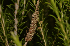 Melaleuca armillaris armillaris
