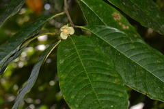 Guatteria rostrata
