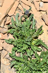 Phacelia lyallii