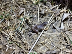 Pseudacris triseriata