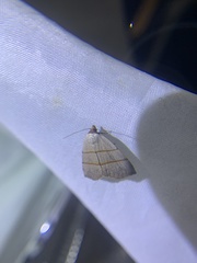 Plecoptera siderogramma