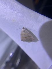 Plecoptera siderogramma