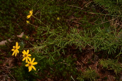 Coreopsis pulchra
