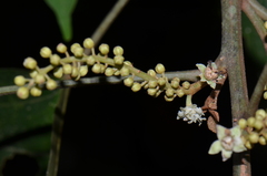 Croton tenuicaudatus