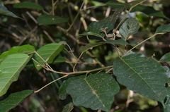 Croton tenuicaudatus
