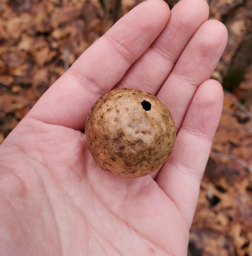 Larger Empty Oak Apple Wasp photo 6