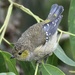 Forty-spotted Pardalote - Photo (c) dancg, some rights reserved (CC BY-NC)