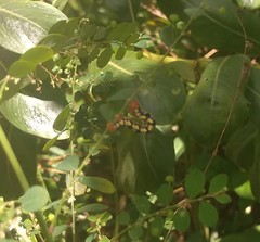 Melanchroia chephise