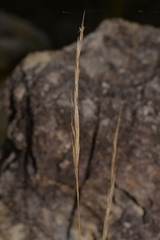 Austrostipa flavescens