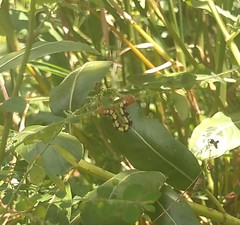 Melanchroia chephise