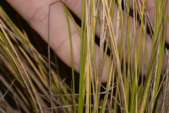 Austrostipa flavescens