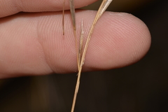 Austrostipa flavescens