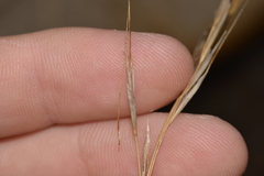 Austrostipa flavescens