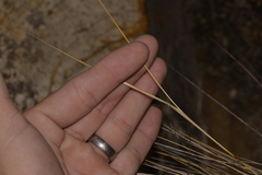 Austrostipa flavescens