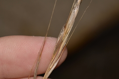 Austrostipa flavescens
