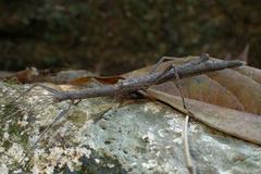 Planososibia truncata
