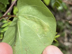 Calycomyza ipomaeae