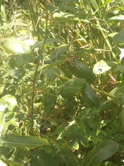 Melanchroia chephise