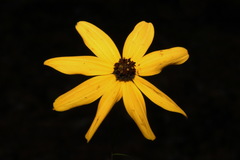 Coreopsis pulchra