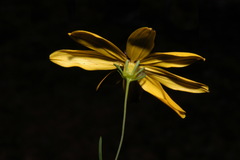 Coreopsis pulchra