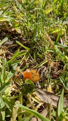 Aphanesthes succinea