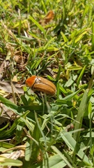 Aphanesthes succinea