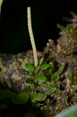 Peperomia rotundifolia