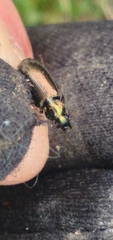 Agonum muelleri