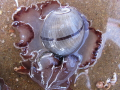 Hydatina zonata
