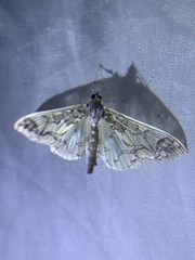 Polythlipta divaricata