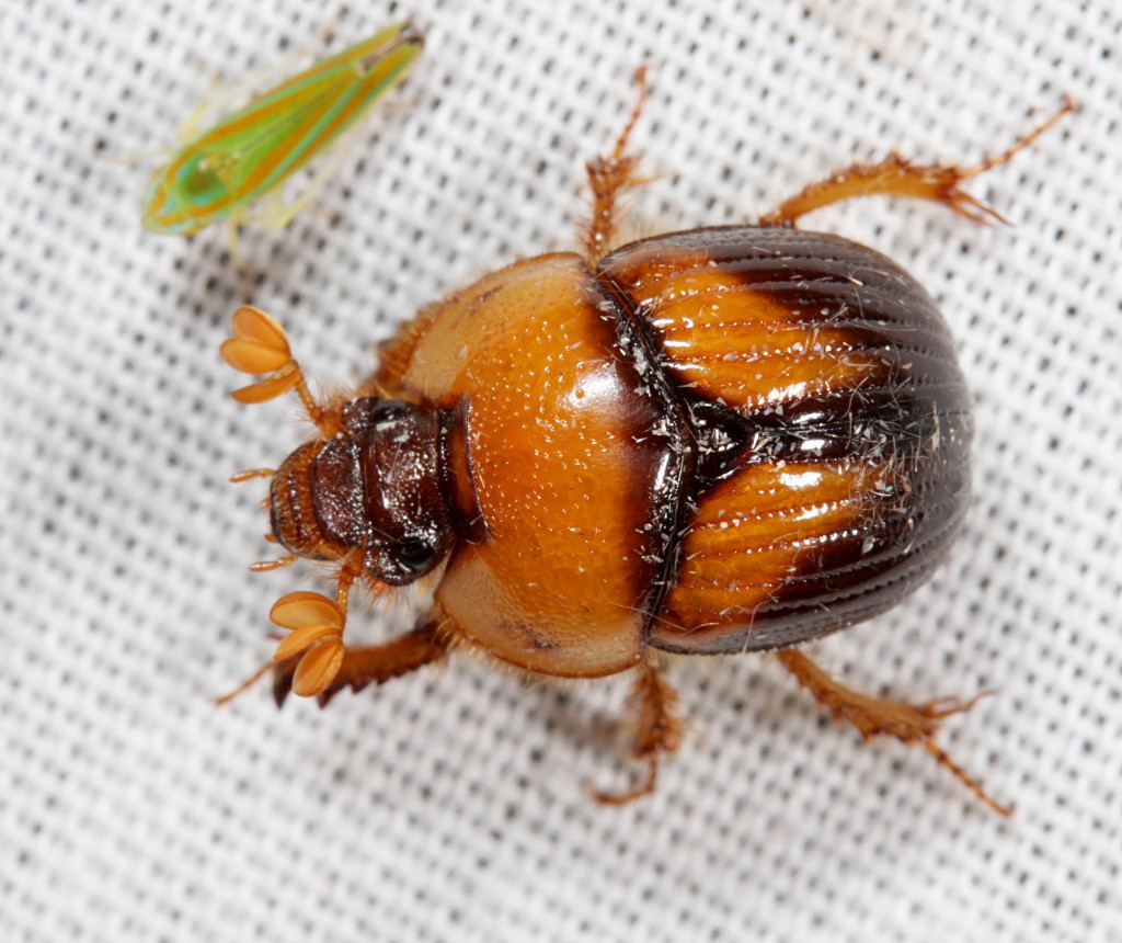 Genus Bolbocerosoma · iNaturalist Australia