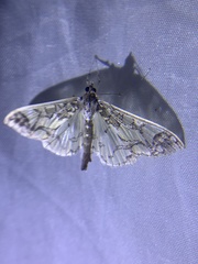 Polythlipta divaricata