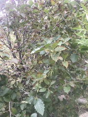 Alnus incana tenuifolia