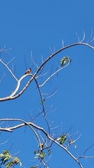 Icterus icterus