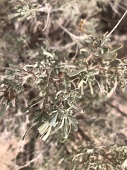 Rhopalomyia obovata
