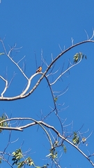 Icterus icterus