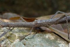 Planososibia truncata