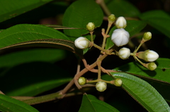 Miconia schlimii