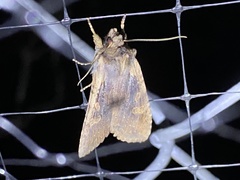 Lithophane hemina