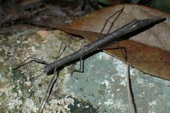 Planososibia truncata
