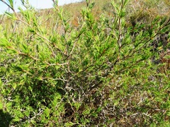 Cliffortia atrata
