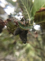 Alnus incana tenuifolia