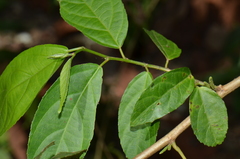 Acalypha diversifolia