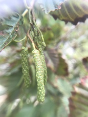 Alnus incana tenuifolia