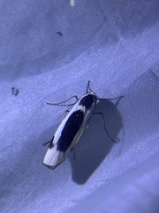 Thysanoptyx incurvata