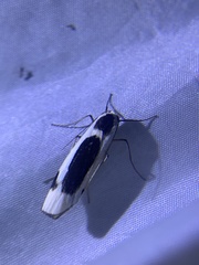Thysanoptyx incurvata